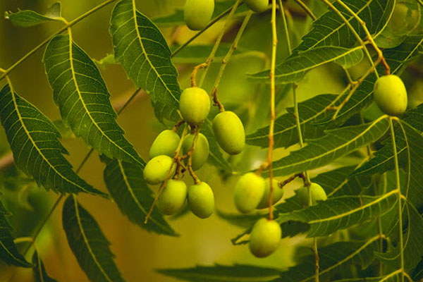 Sử dụng sản phẩm chứa thành phần thảo dược như dịch chiết neem cũng là một cách điều trị mụn viêm tại nhà hiệu quả
